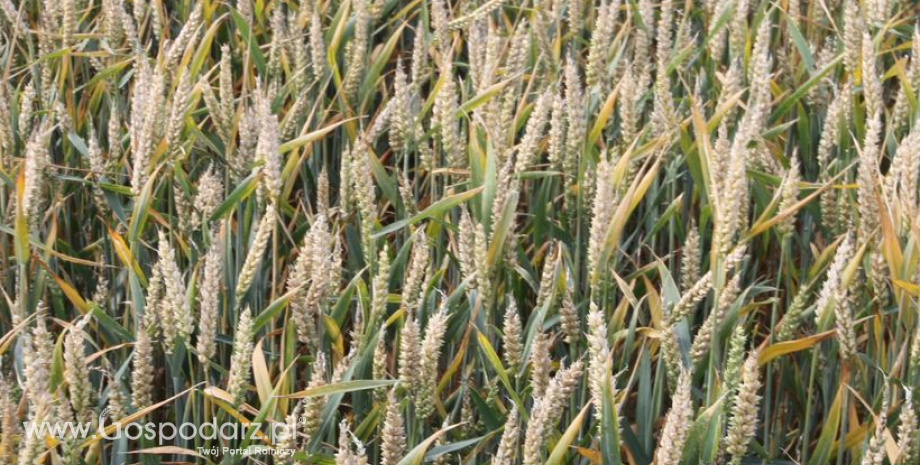 Maleją oficjalne prognozy zbiorów zbóż w UE-27