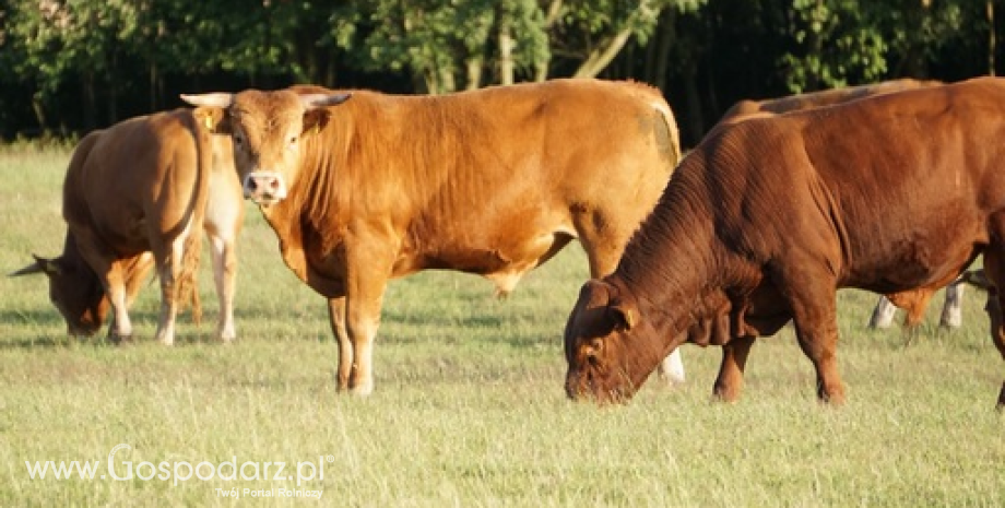 Czas zmian i wyzwań w hodowli bydła